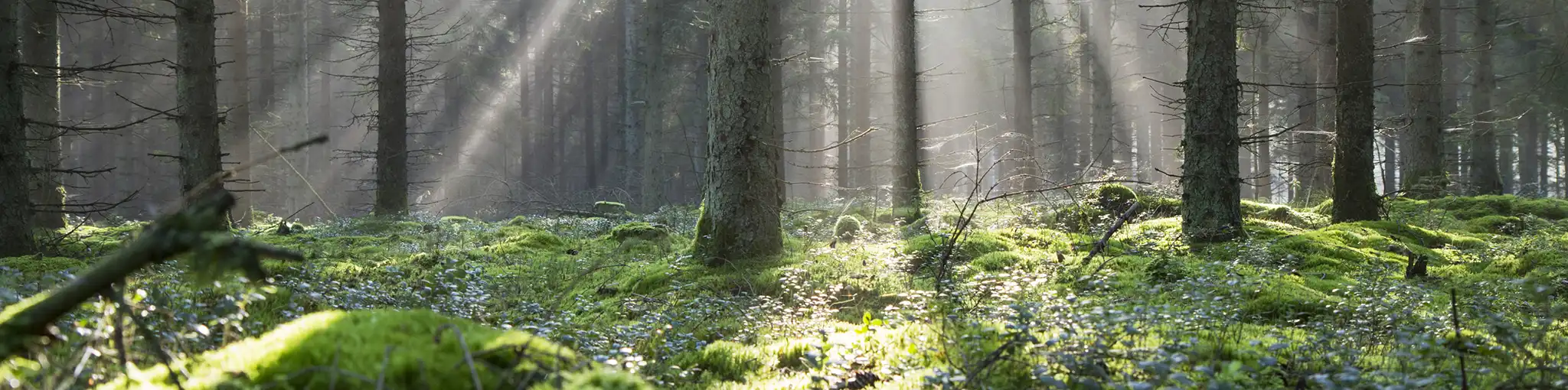 Sunburst Through Trees In Forest